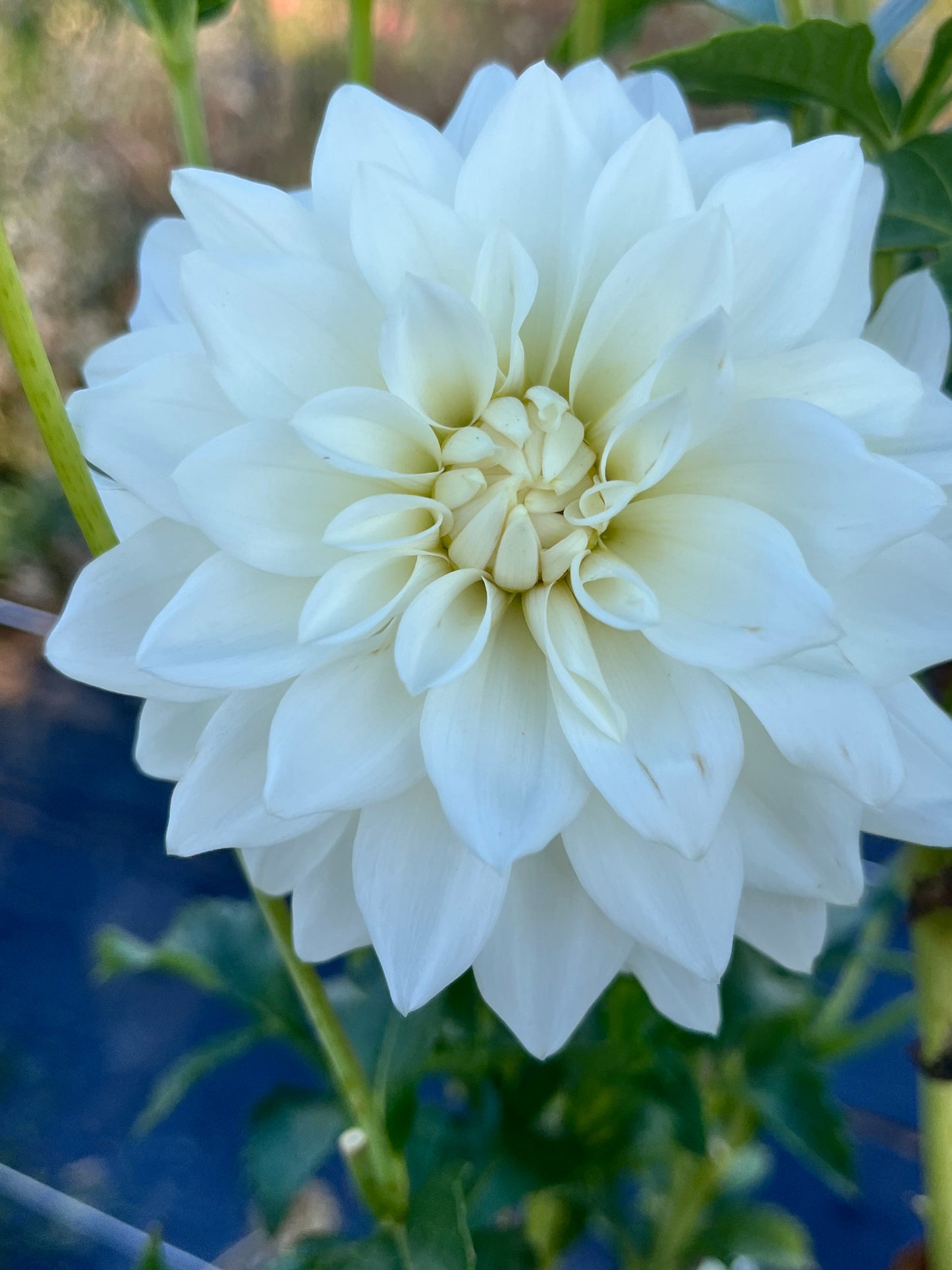 BEAUCON WHITE