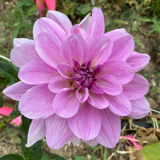 SANDIA SHOMEI