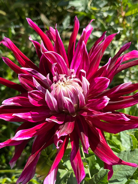 Alauna Products – Oasis Flower Farm