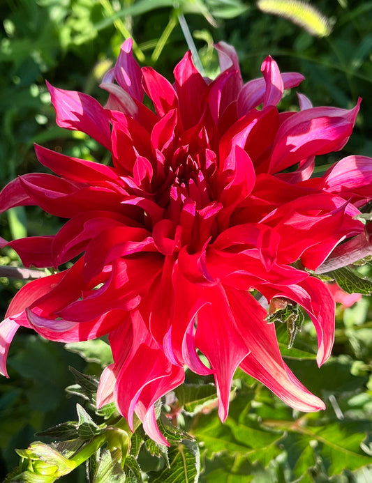 RED LABYRINTH