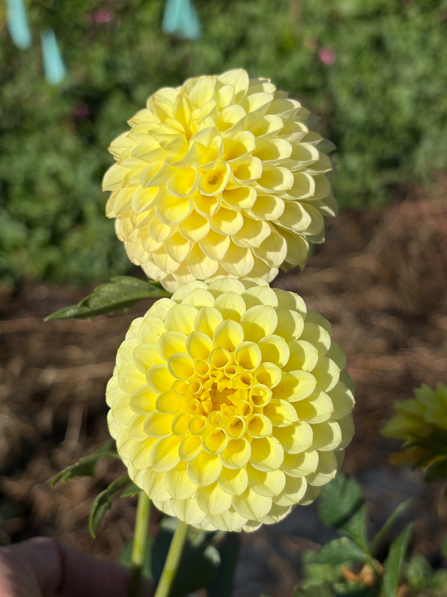 PINEAPPLE LOLLIPOP