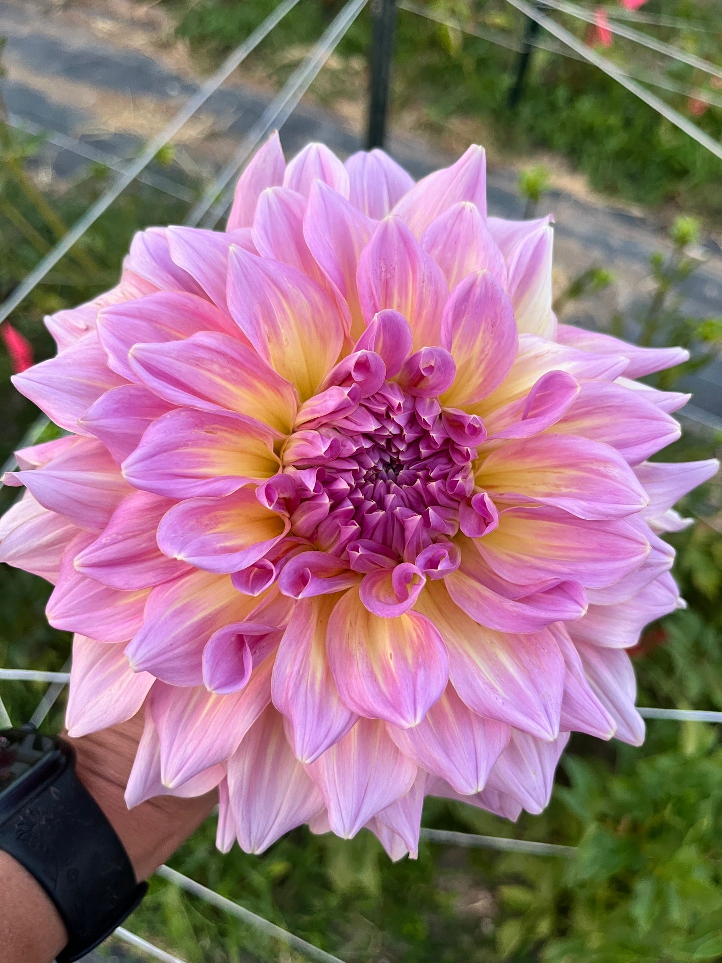STRAWBERRY ICE