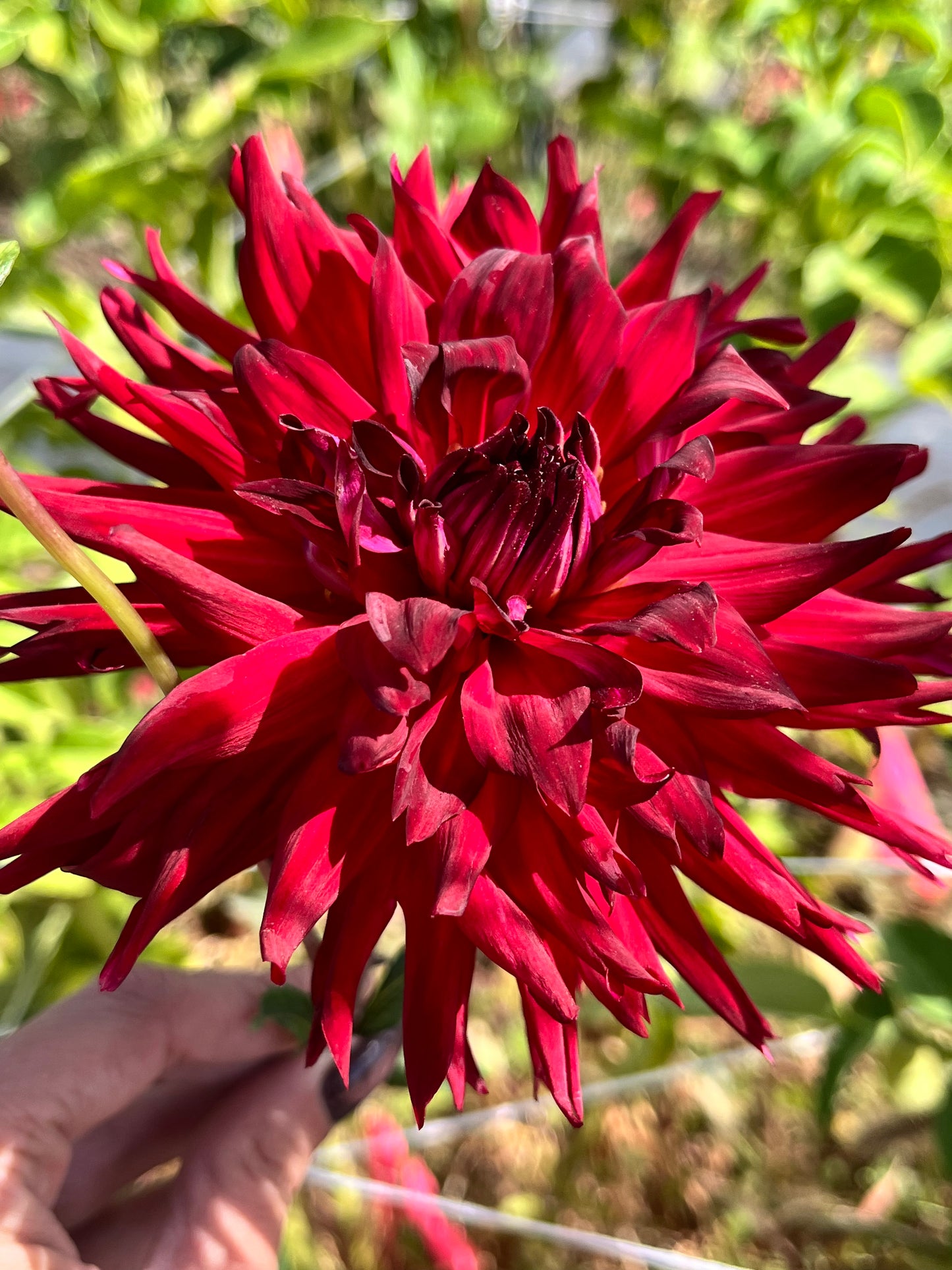 BLOOMQUIST QUILL