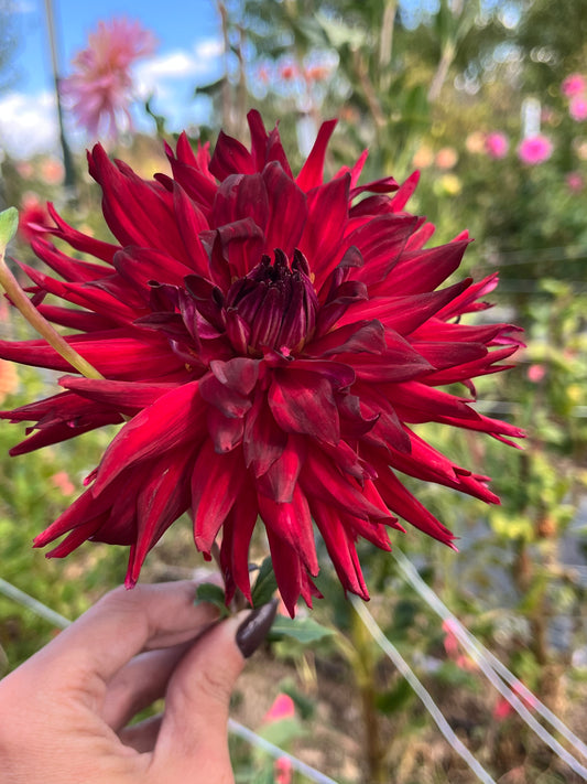 BLOOMQUIST QUILL