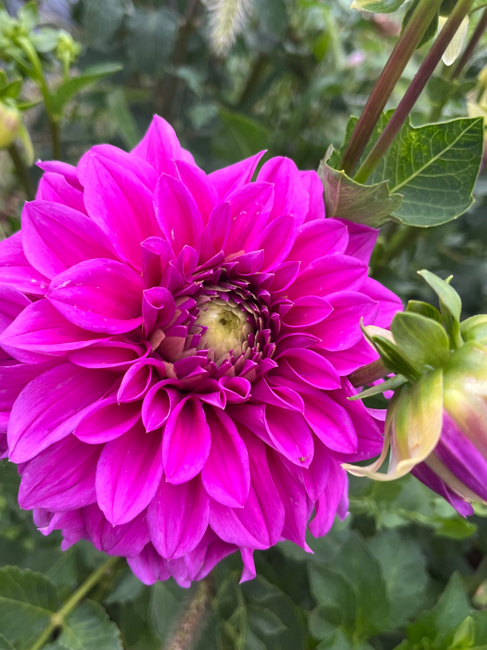 BRIAN R – Oasis Flower Farm