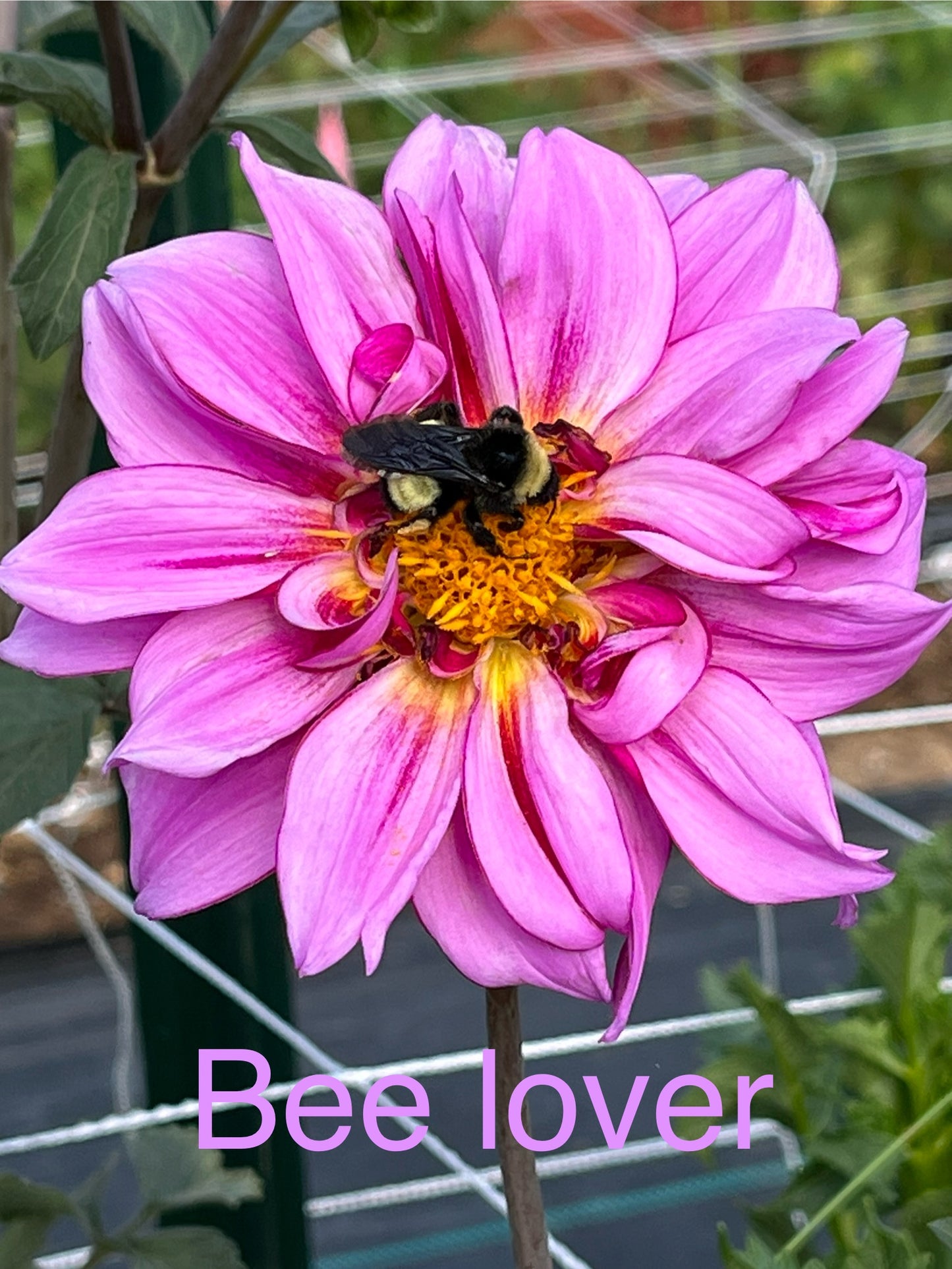 BEE LOVER PURPLE