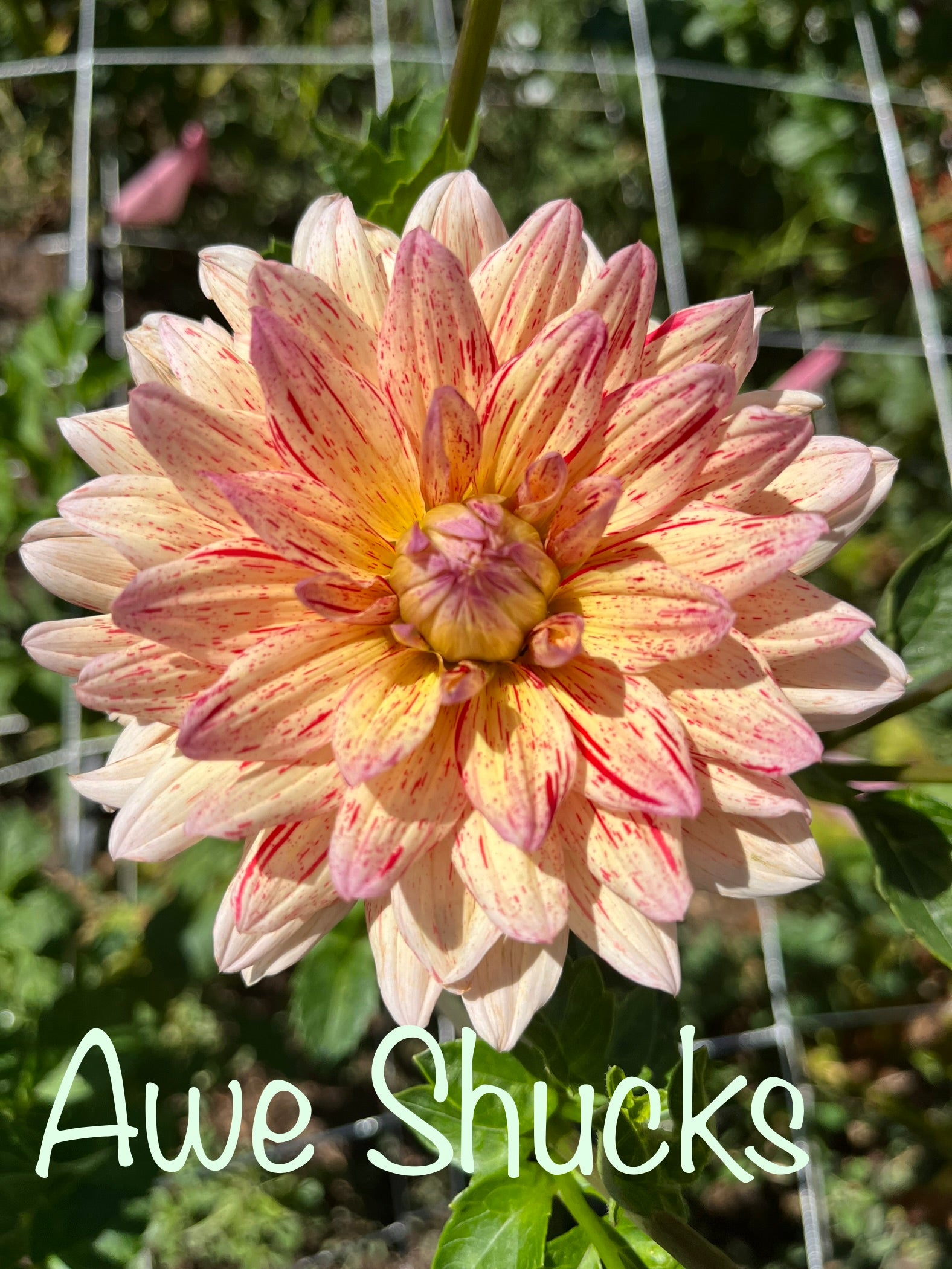 AWE SHUCKS – Oasis Flower Farm