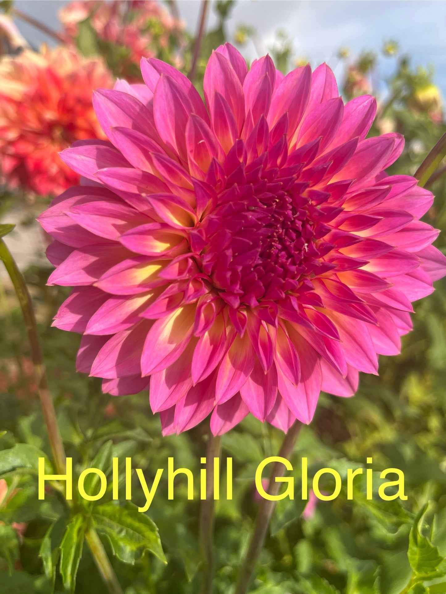 HOLLYHILL GLORIA