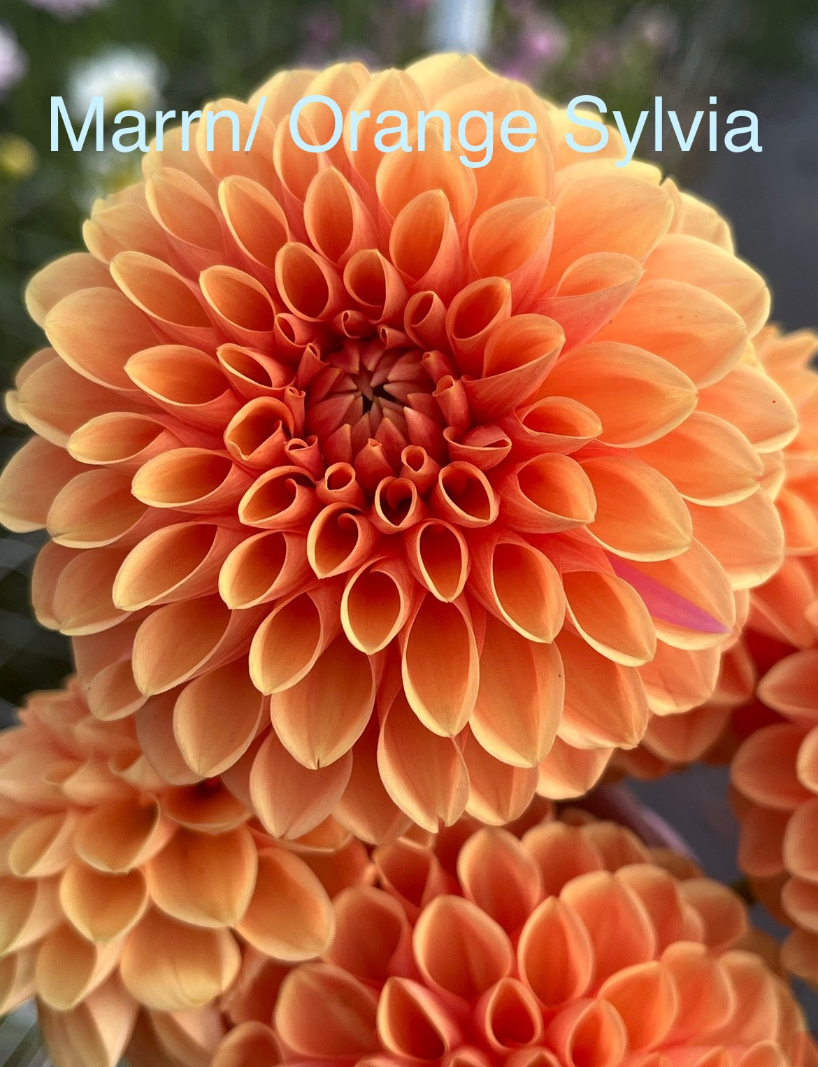 MARRN / ORANGE SYLVIA